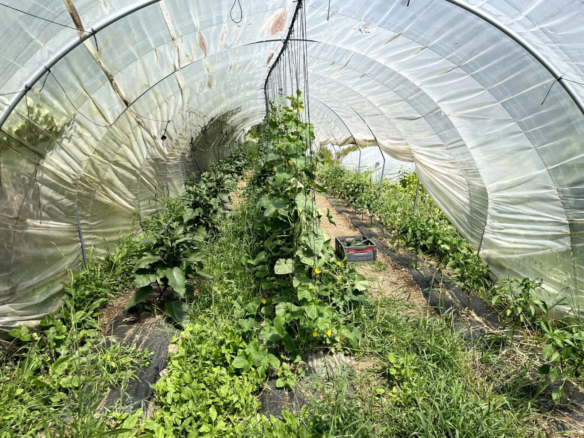 exploitation Gorbiologique 1 1